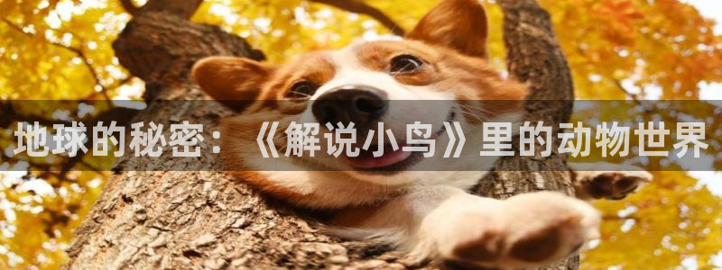 奇优影视免费观看电视剧电视剧