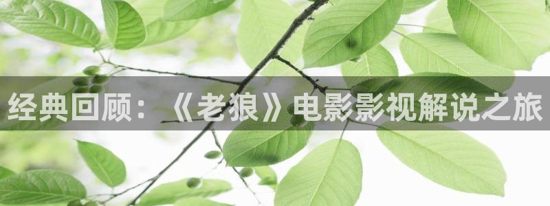 奇优影院论理：经典回顾：《老狼》电影影视解说之旅